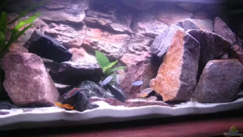 Aquarium Hauptansicht von Becken 11924 von Morrow (1)