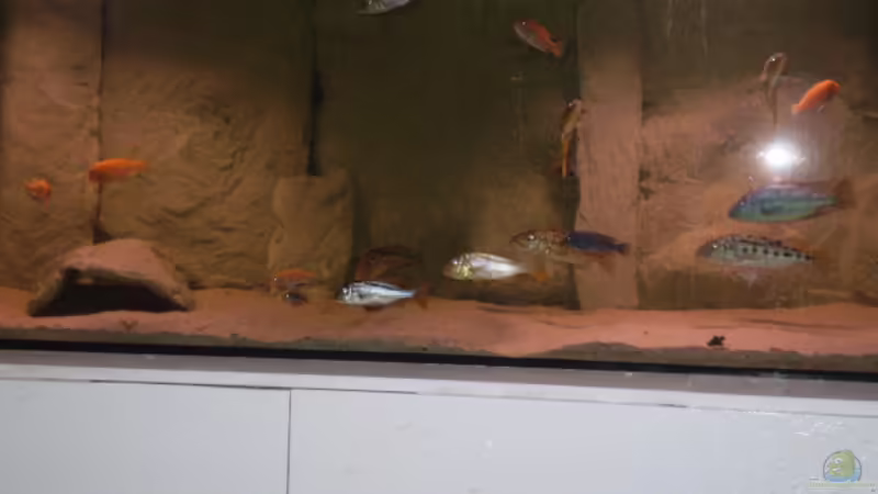 Aquarium Hauptansicht von Becken 11932 von Daniel Schneider (1)