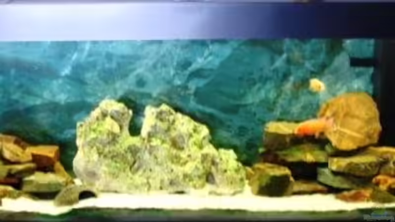 Aquarium Hauptansicht von Becken 11936