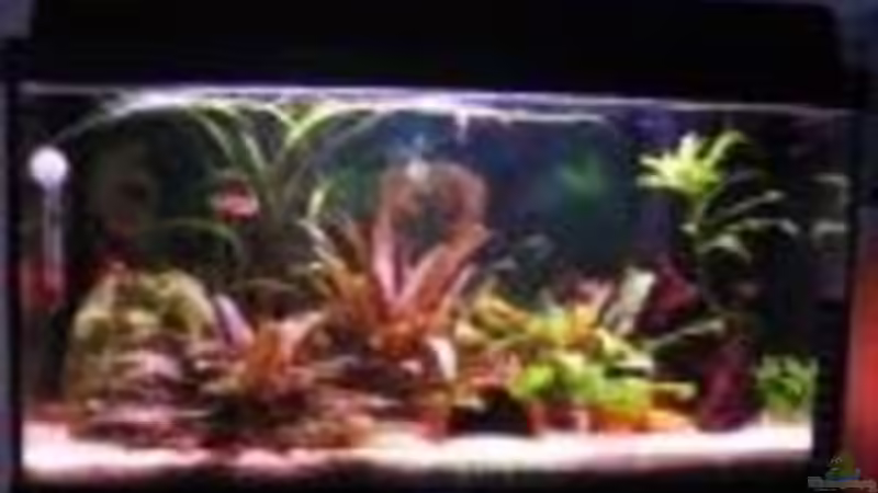 Aquarium Hauptansicht von Becken 11937 von nici (1)