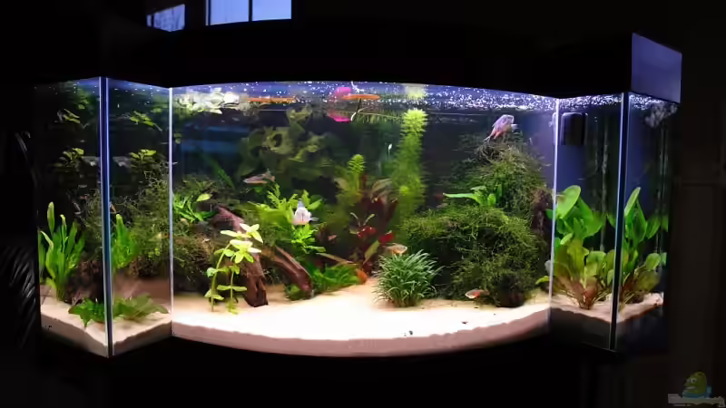 Aquarium Hauptansicht von Becken 11953