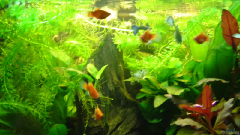 Aquarium Hauptansicht von Becken 11965 von Mischa (1)