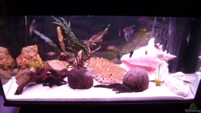 Aquarium Hauptansicht von Becken 11966 von Marcydacy (1)