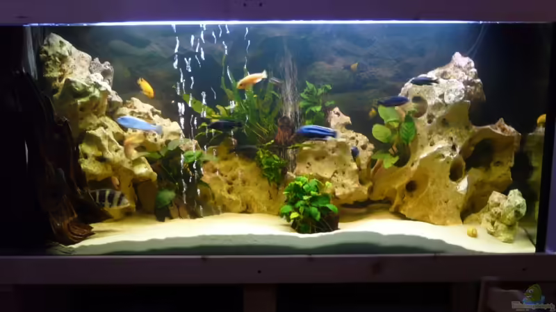 Aquarium Hauptansicht von Becken 11993 von Jani (1)