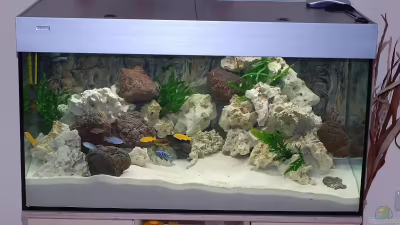 Aquarium Hauptansicht von Becken 11994