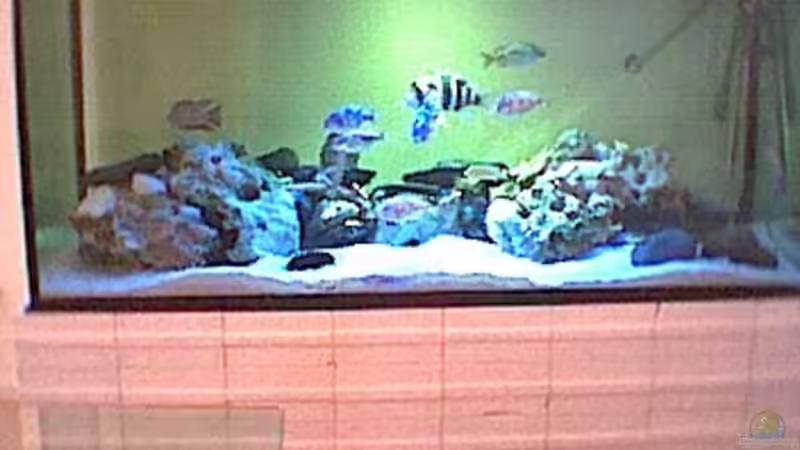 Aquarium Hauptansicht von Becken 12 von Georg Philipp Schwarz (1)