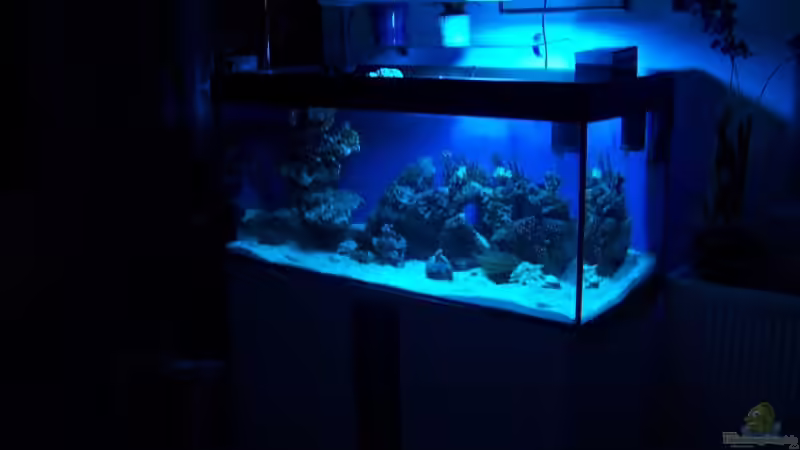 Aquarium Hauptansicht von Becken 12012