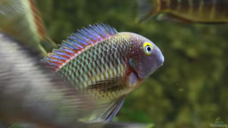 Aquarium Hauptansicht von Becken 12042 von Noci (1)