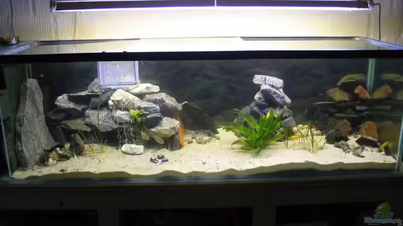 Aquarium Hauptansicht von Becken 1205 von René Strässle (1)