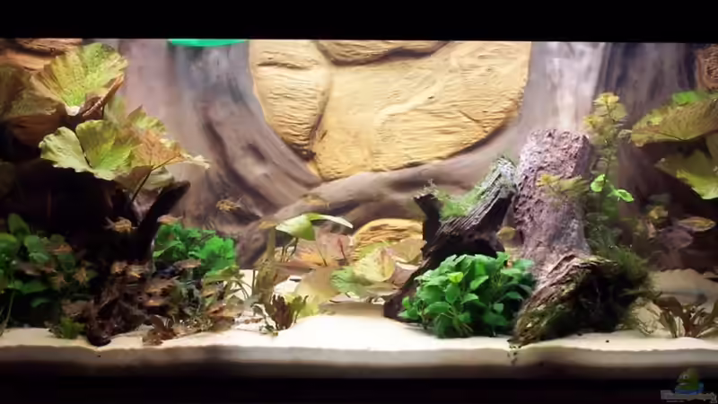 Aquarium Hauptansicht von Becken 12050