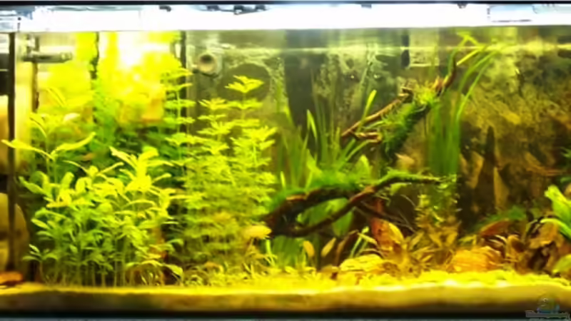 Aquarium Hauptansicht von Becken 12062 von Timo Göhl (1)