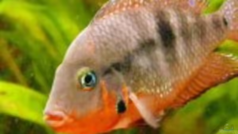 Aquarium Hauptansicht von Becken 12074 von Thorsten Krupp (1)