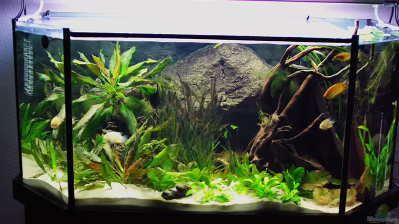 Aquarium Hauptansicht von Becken 12076