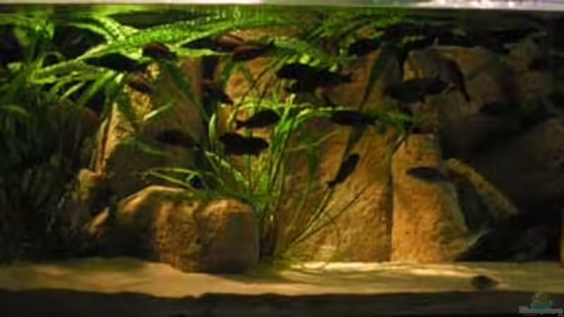 Aquarium Hauptansicht von Becken 1209 von Daniel Zingler (1)