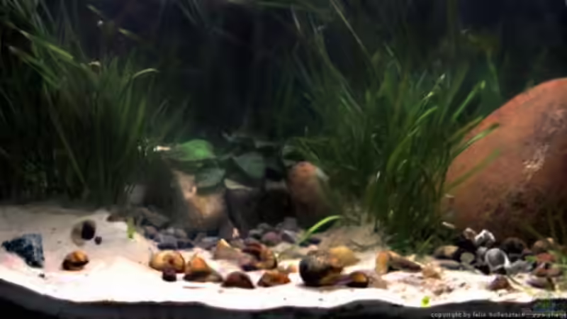 Aquarium Hauptansicht von Becken 121
