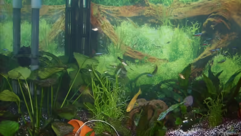 Aquarium Hauptansicht von Becken 12106