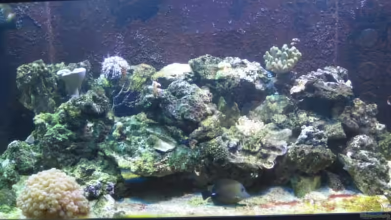 Aquarium Hauptansicht von Becken 12110