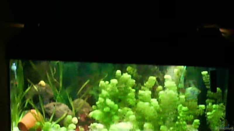 Aquarium Hauptansicht von Becken 12113