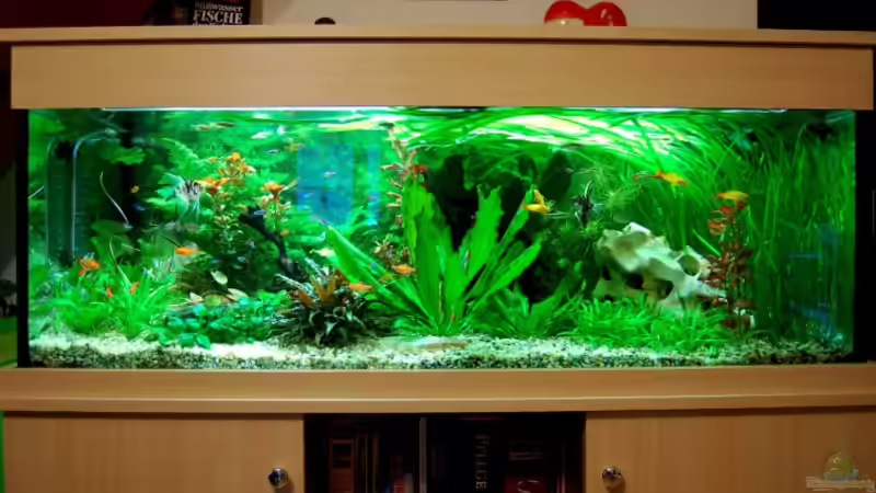 Aquarium Hauptansicht von Becken 12117