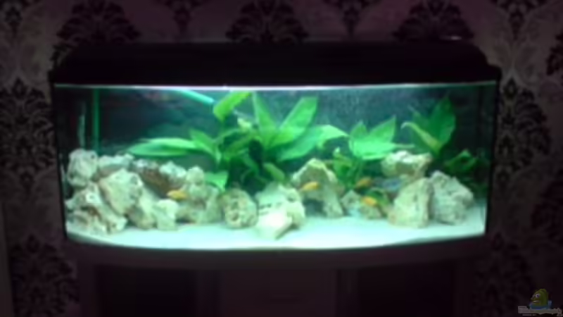 Aquarium Hauptansicht von Becken 12118 von yankeedoodel (1)