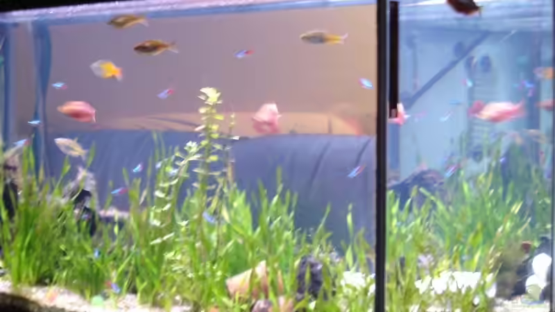 Aquarium Hauptansicht von Becken 12120 von Cristian Bayerl (1)