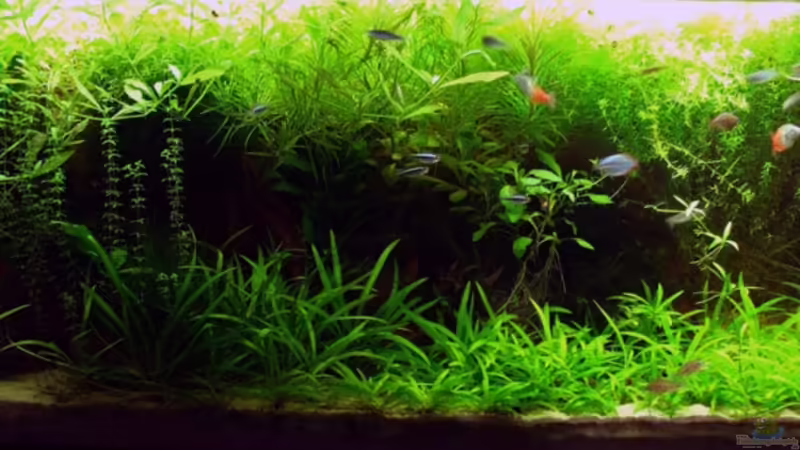 Aquarium Hauptansicht von Becken 12128