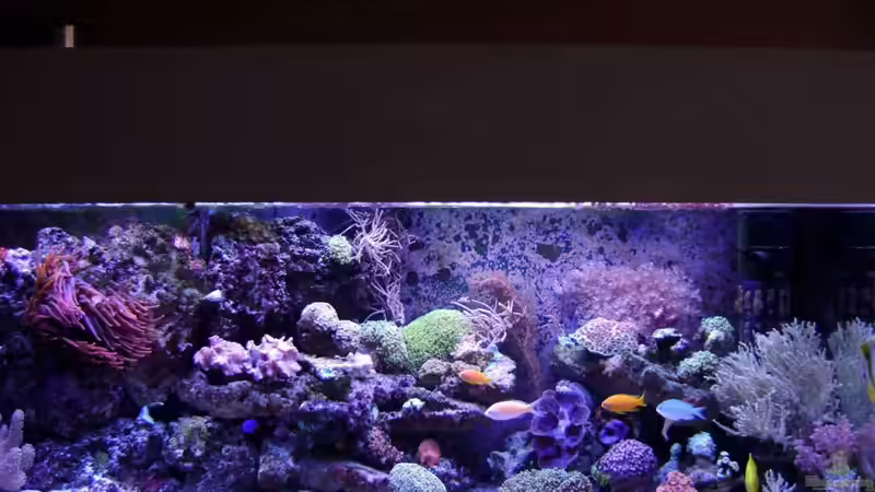 Aquarium Hauptansicht von Becken 12156