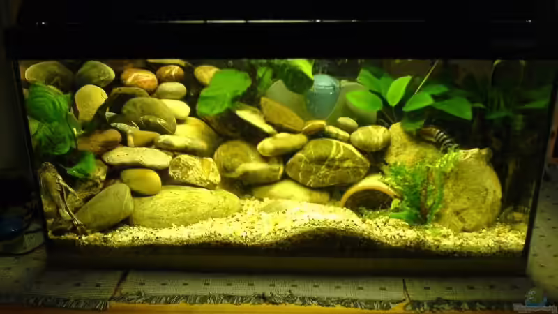 Aquarium Hauptansicht von Becken 12173 von Christoph H. (12) (1)