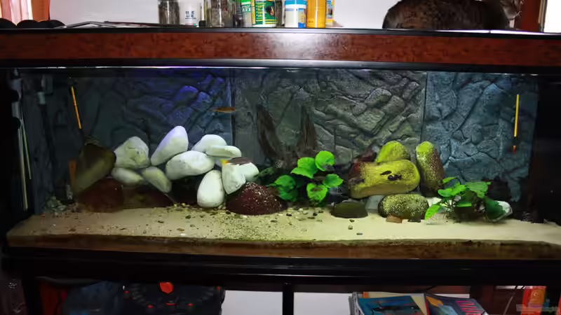 Aquarium Hauptansicht von Becken 12188