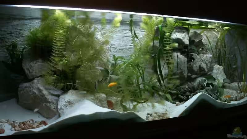 Aquarium Hauptansicht von Becken 1219 von Joker (1)