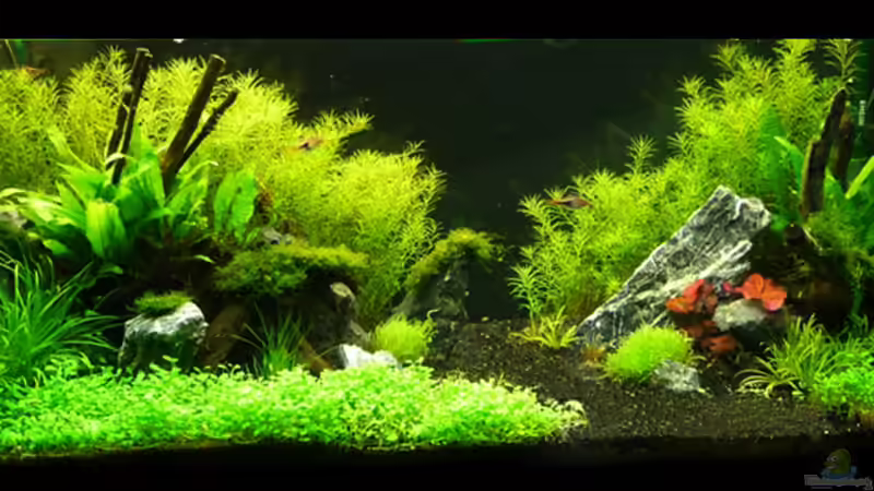 Aquarium Hauptansicht von Becken 12207 von Thomas Sprenger (1)