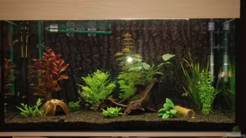 Aquarium Hauptansicht von Becken 12221
