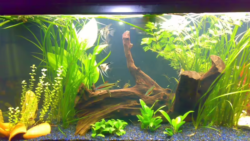 Aquarium Hauptansicht von Becken 12225 von Marc Steinhauser (1)