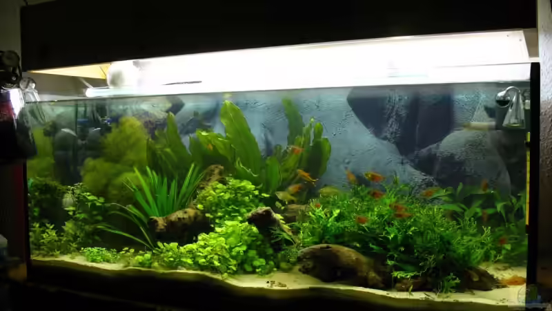 Aquarium Hauptansicht von Becken 1223