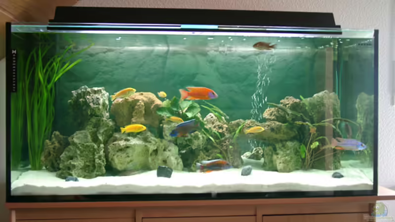 Aquarium Hauptansicht von Becken 1226 von Alexandra Bijok (1)