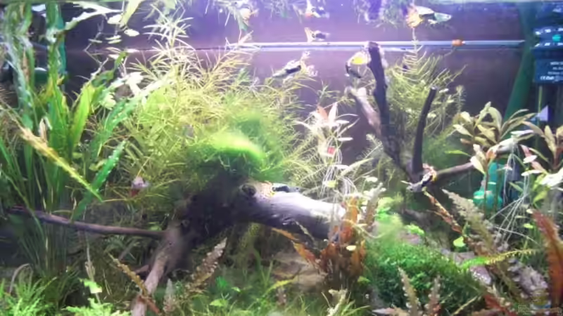 Aquarium Hauptansicht von Becken 12261