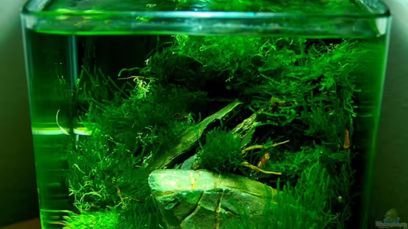 Aquarium Hauptansicht von Becken 12268