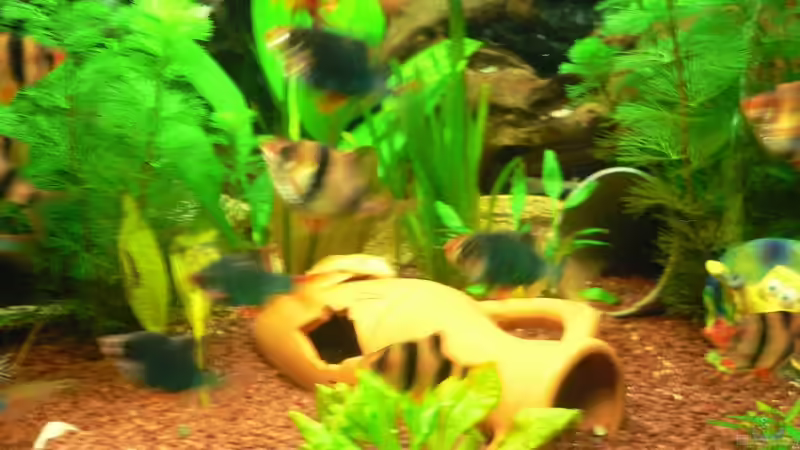 Aquarium Hauptansicht von Becken 12289