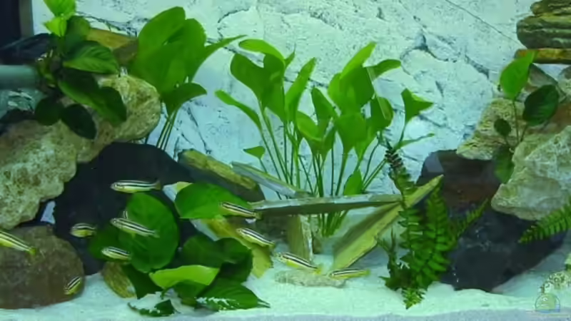 Aquarium Hauptansicht von Becken 12302