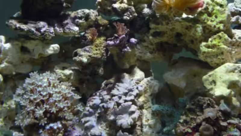 Aquarium Hauptansicht von Becken 12314