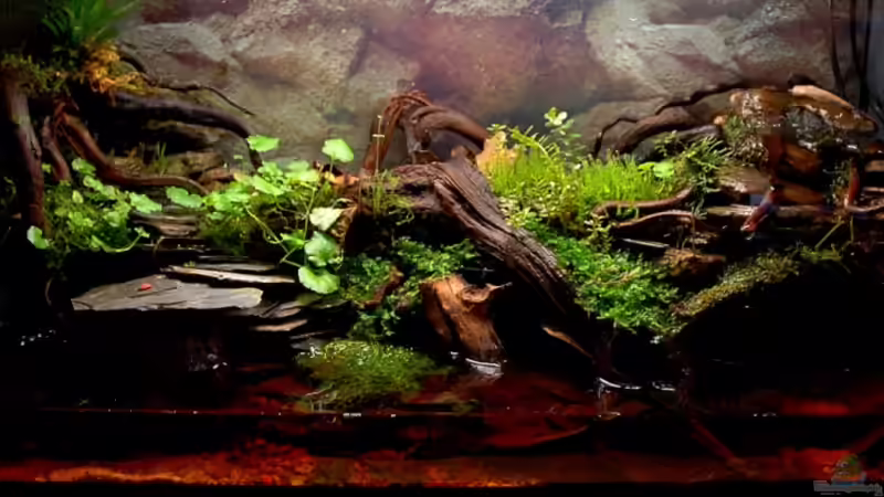 Aquarium Hauptansicht von Becken 12321 von Jo The Fish (1)