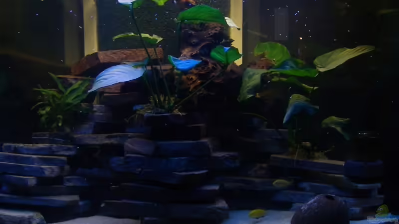 Aquarium Hauptansicht von Becken 12344