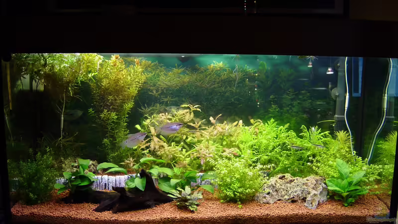 Aquarium Hauptansicht von Becken 1235 von Sascha Suehrig (1)