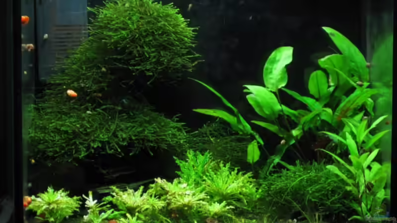 Aquarium Hauptansicht von Becken 12359 von AbsolutVanilia (1)