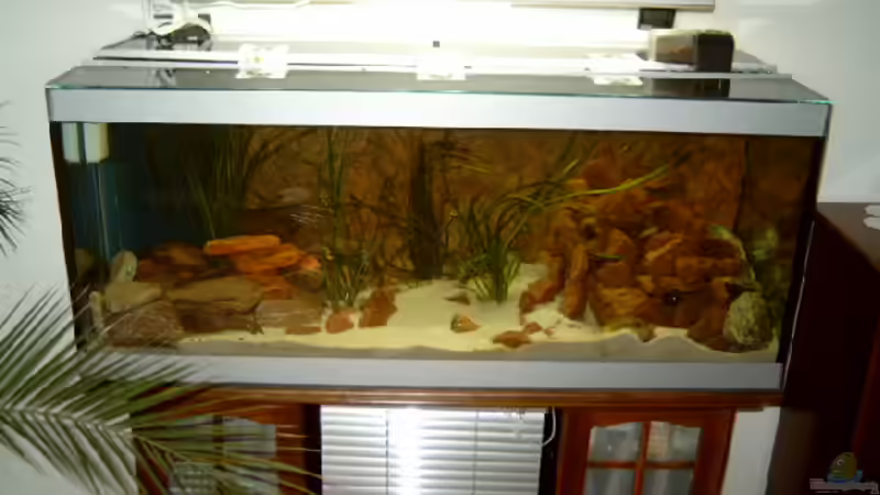 Aquarium Hauptansicht von Becken 1239 von Torsten Nikolaus (1)