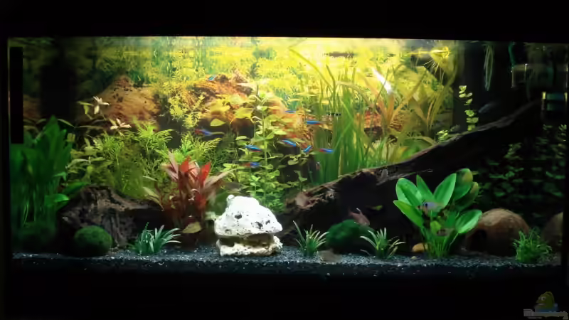 Aquarium Hauptansicht von Becken 12414