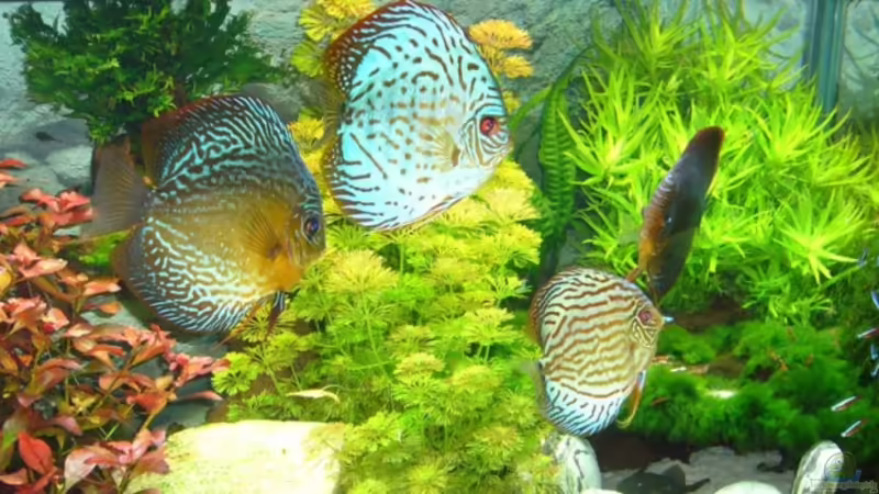 Aquarium Hauptansicht von Becken 12427 von Martin Pargmann (1)