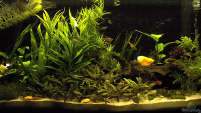 Aquarium Hauptansicht von Becken 12429 von adriiimo (1)