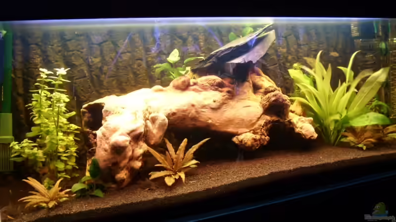 Aquarium Hauptansicht von Becken 12446