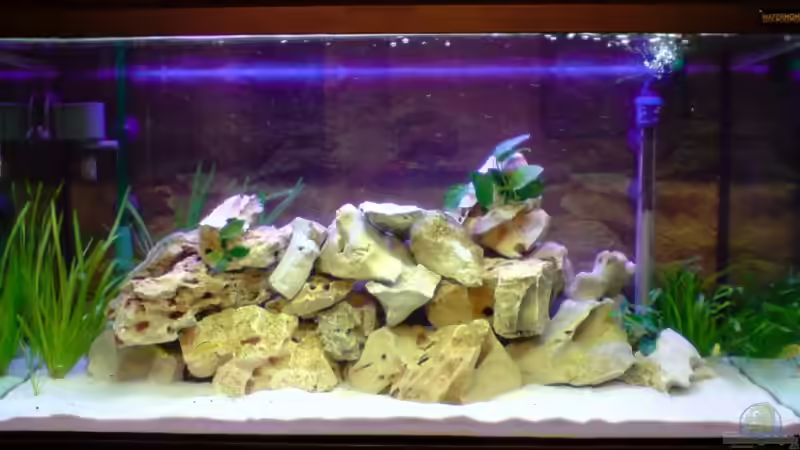 Aquarium Hauptansicht von Becken 12450 von Julian S. (1)